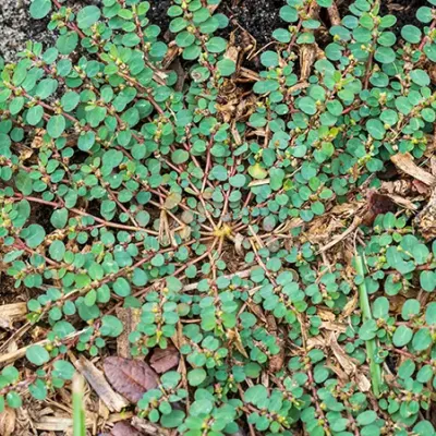 Spotted Spurge