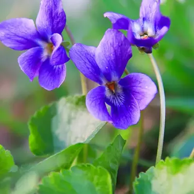 Wild Violets