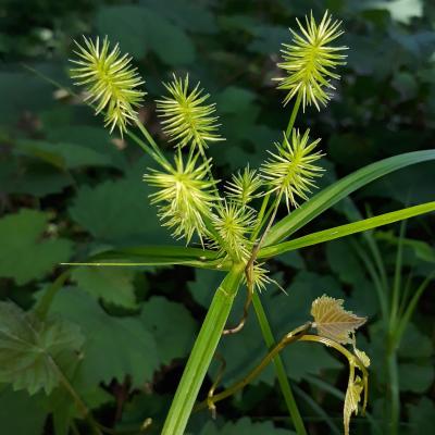 Yellow Nutsedge