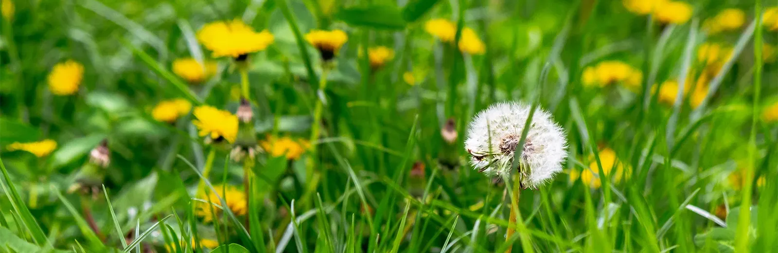 weeds in lawn