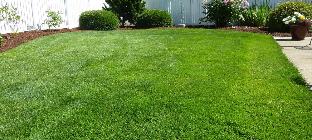 Backyard with Healthy, Green Grass