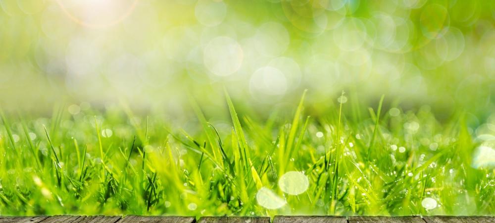 Grass Growing in Front of Porch