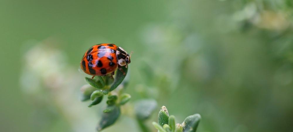 Ladybug on Garden Herb